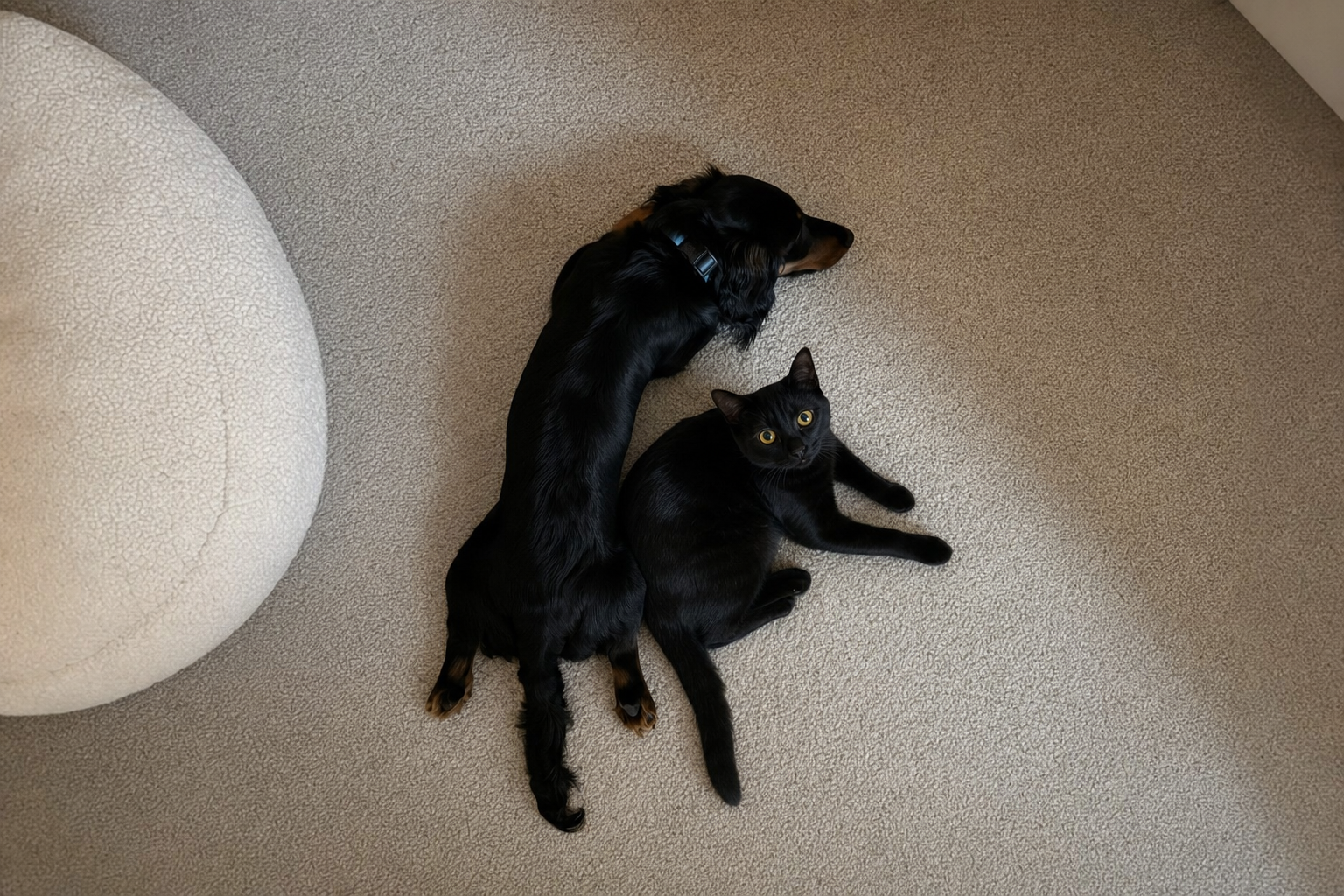 The cat abandons you; the dog remains, stupidly faithful, forever.